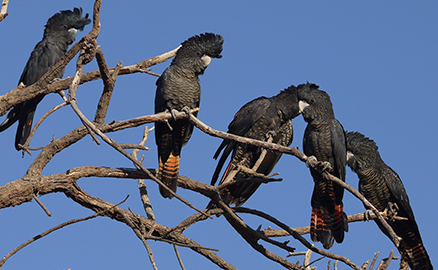Minesite Flora and Fauna Surveys